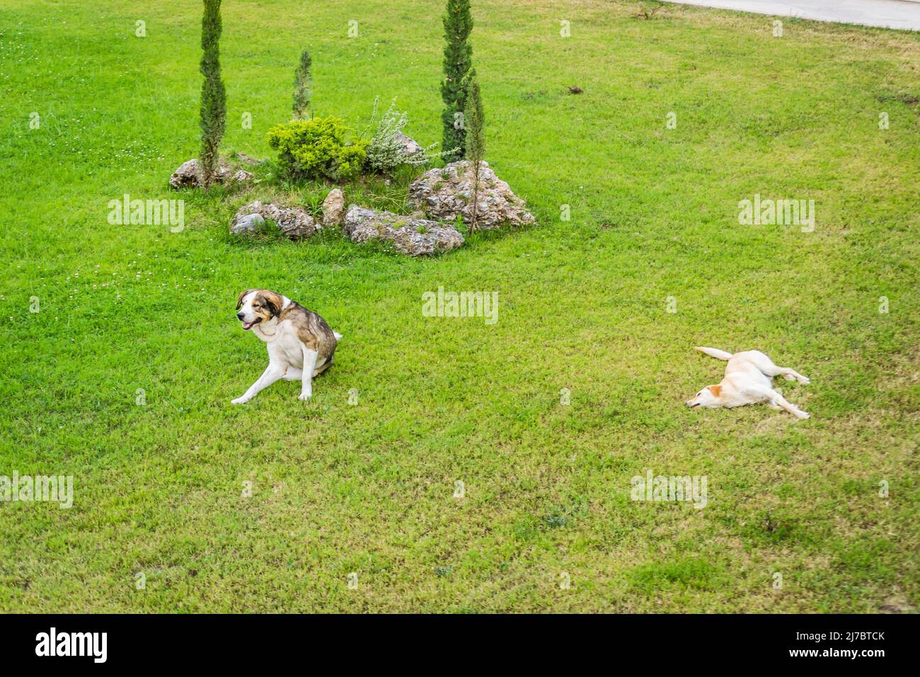 A view of tame peaceful stray dogs, in the small town of Leptokary. Stock Photo
