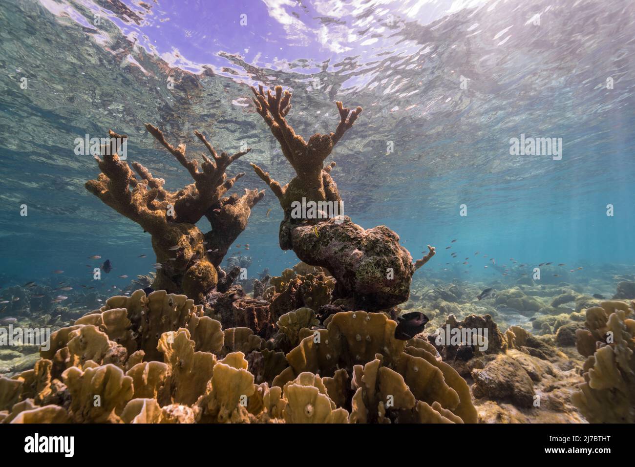 Seascape with Elkhorn Coral, and sponge in the coral reef of the Caribbean Sea, Curacao Stock Photo