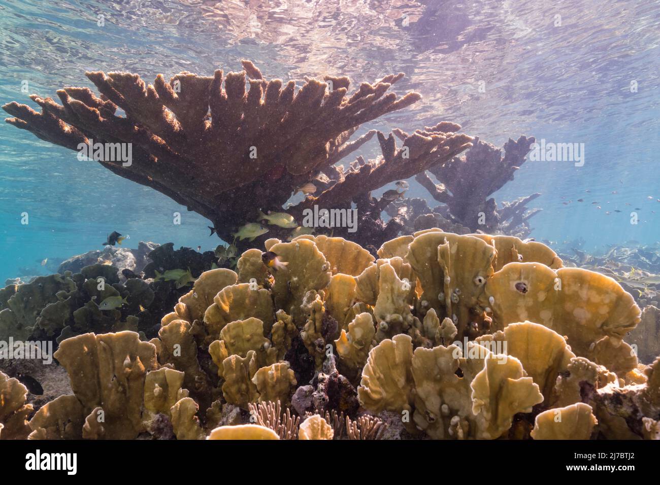 Seascape with Elkhorn Coral, and sponge in the coral reef of the Caribbean Sea, Curacao Stock Photo