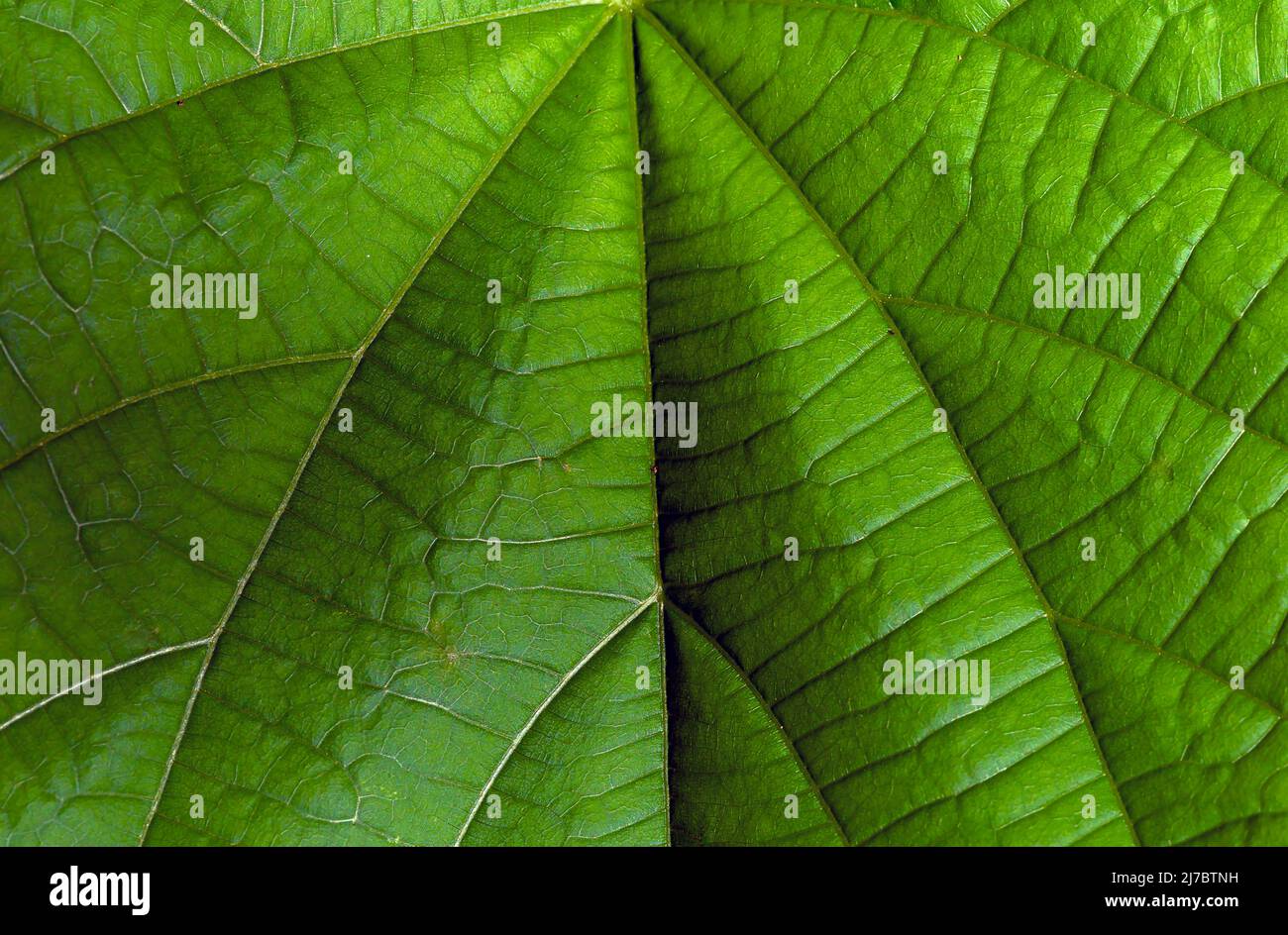 Timoho Close up of Tahongai, guest tree (Kleinhovia hospita), known as Timoho ...