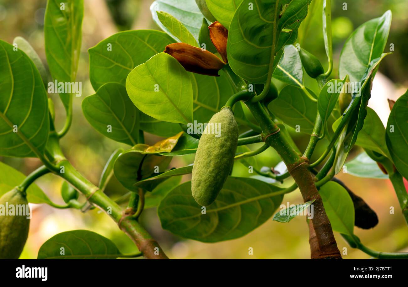 Close up of young jack fruit and its flower on the tree Stock Photo