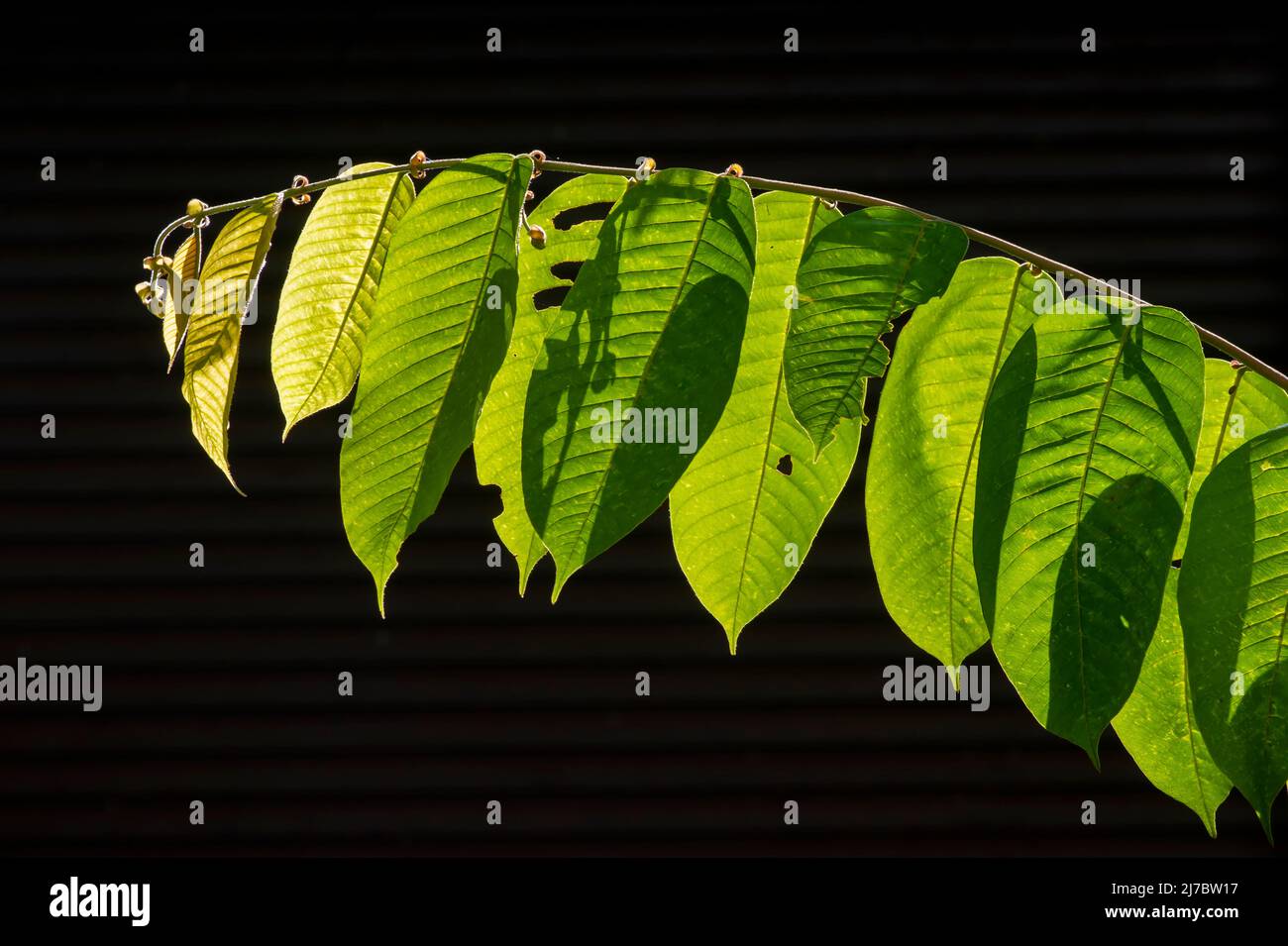 Meranti (Shorea sp.) green leaves with dark background Stock Photo