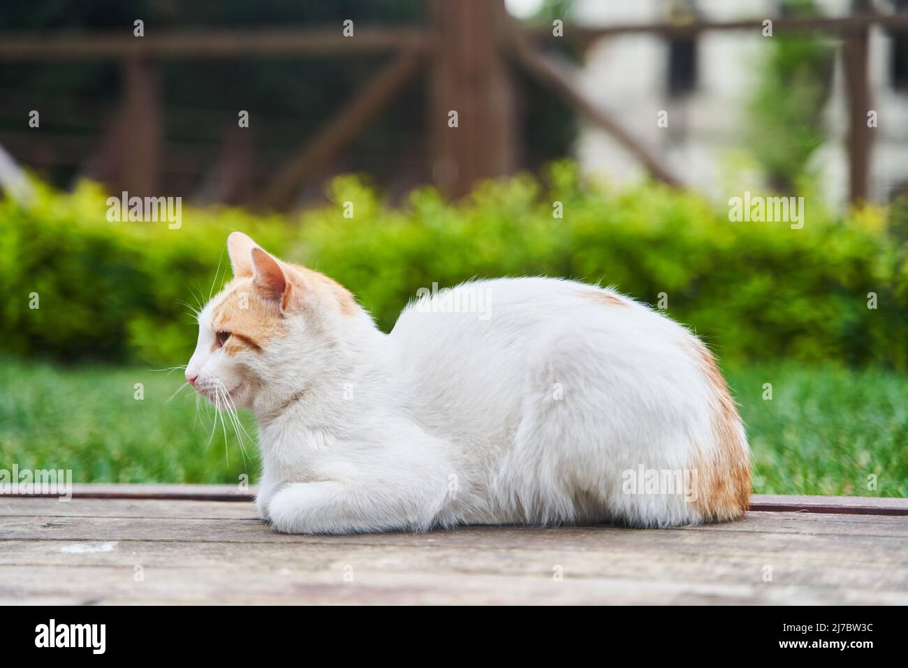 Red cute street cat sitting on a bench Stock Photo - Alamy