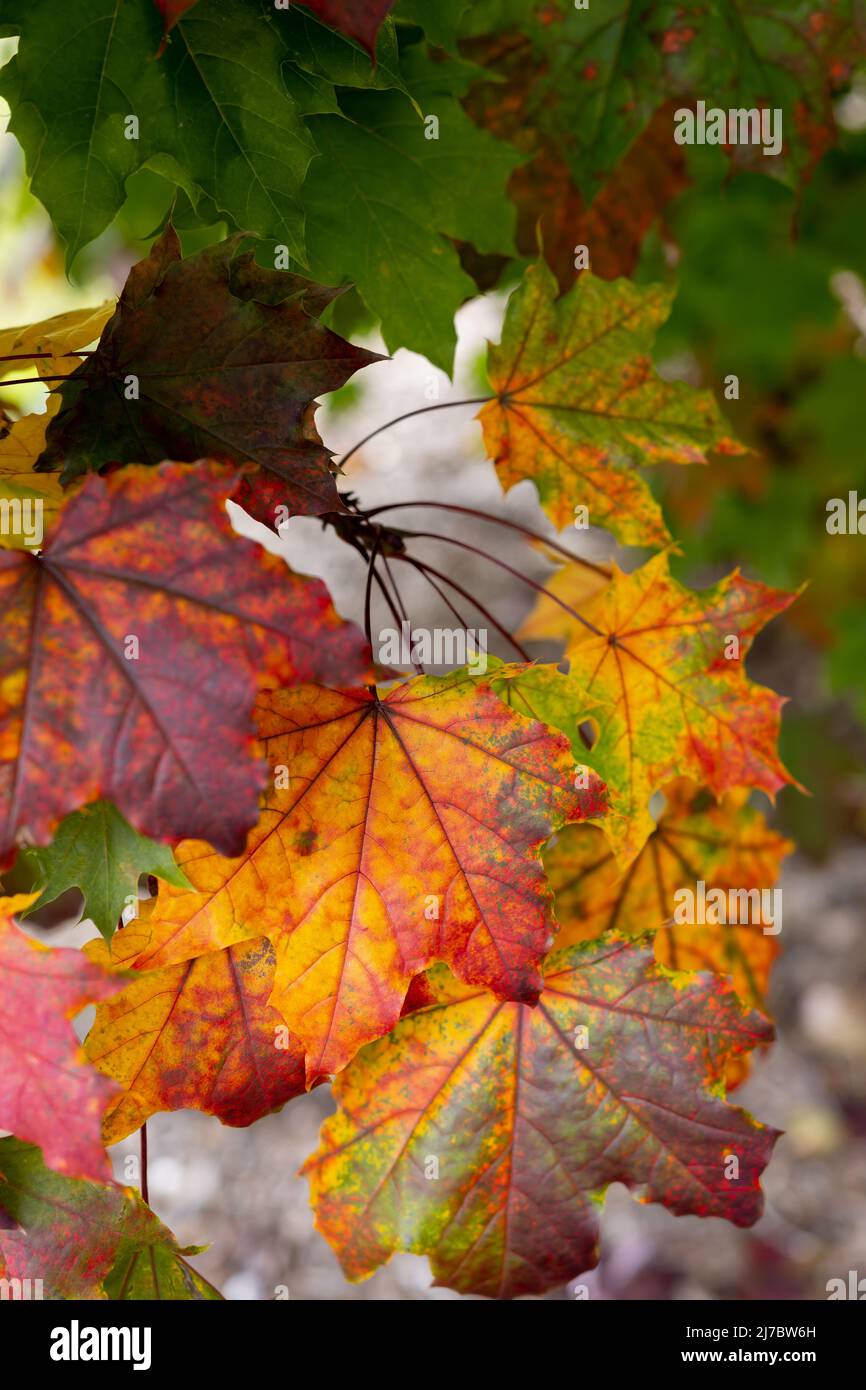 Best Autumn Leaves Stock Photo Alamy