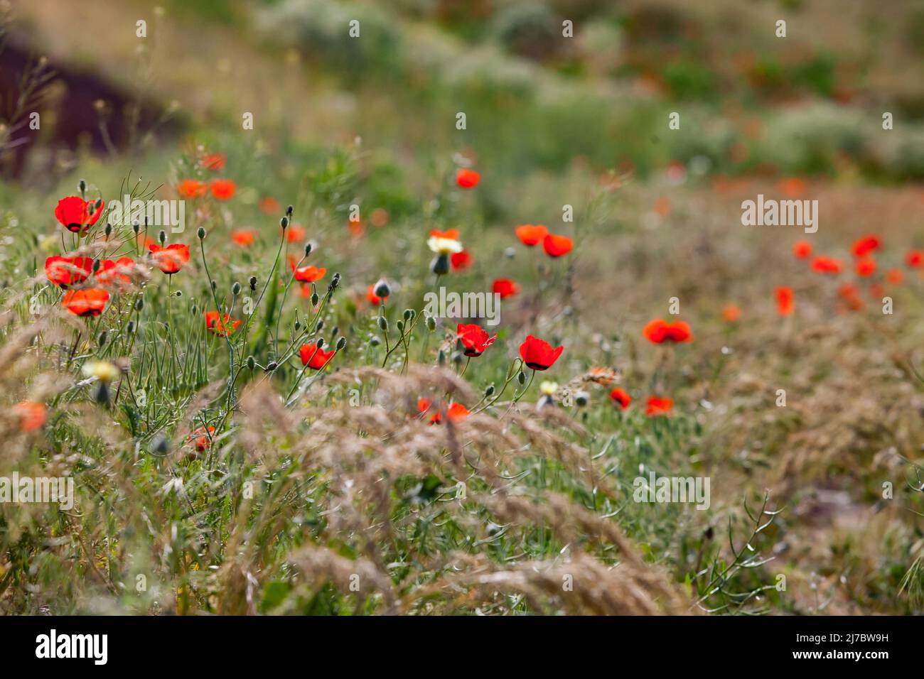 Flowering in nature. Wild red poppy flowers in focus only. Spikelet grass on foreground, blurred. Low depth-of-field. Stock Photo