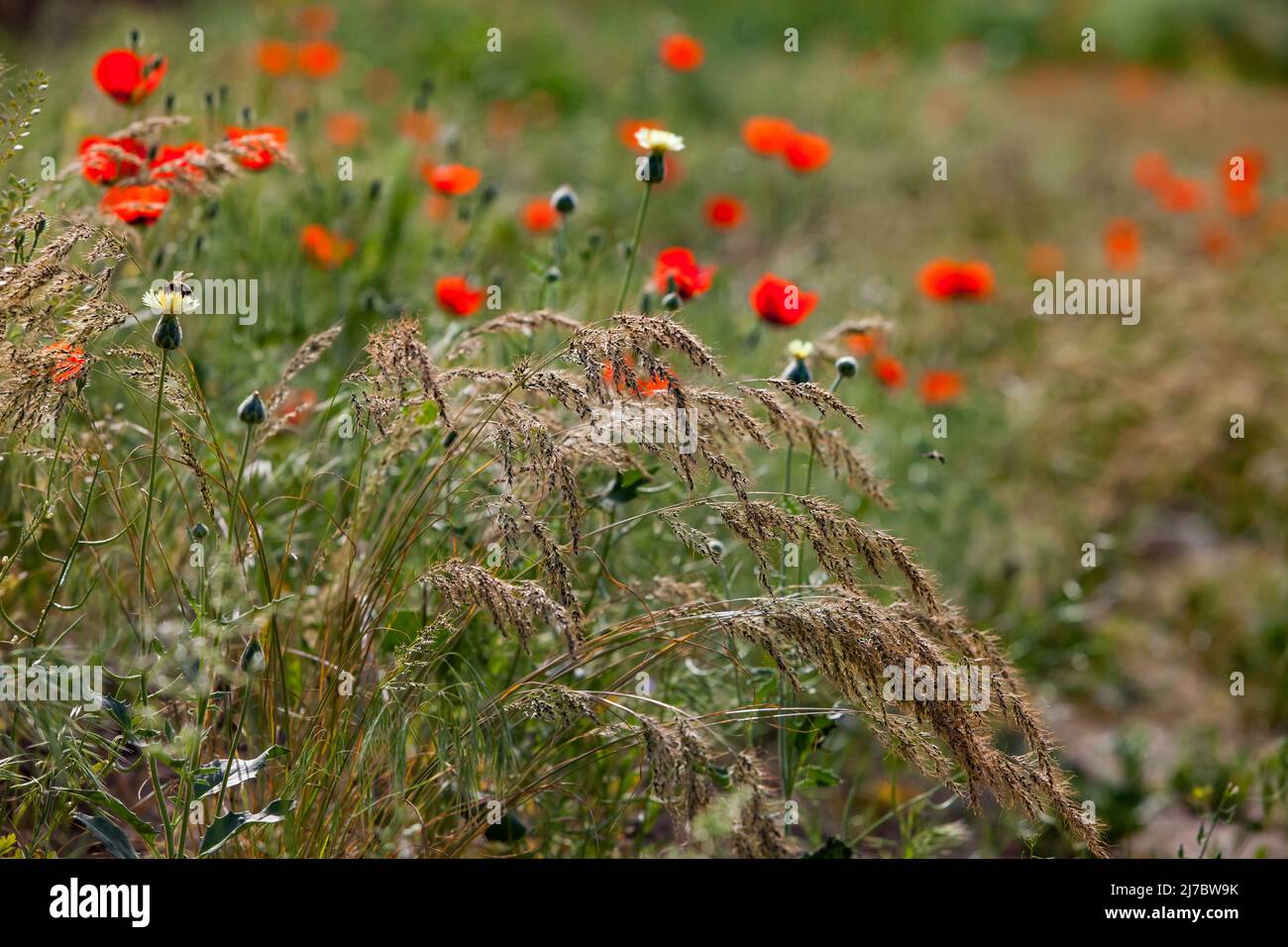Flowering in nature. Wild red poppy flowers in focus only. Spikelet grass on foreground, blurred. Low depth-of-field. Stock Photo