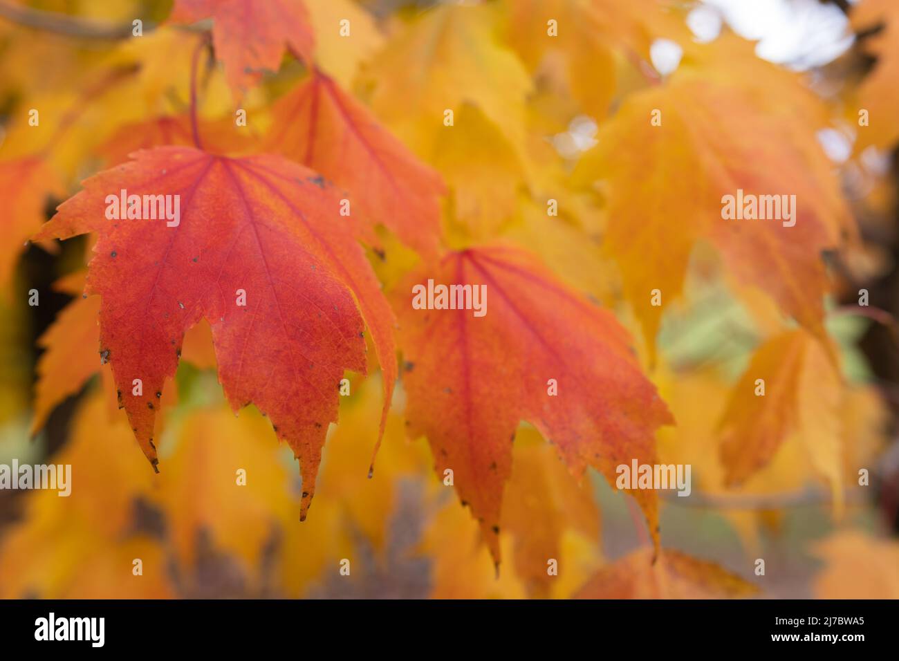 Best Autumn Leaves Stock Photo Alamy