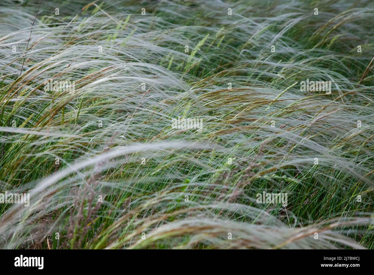Wild green grass in spring, Kazakhstan steppe. Uralsk province Stock Photo