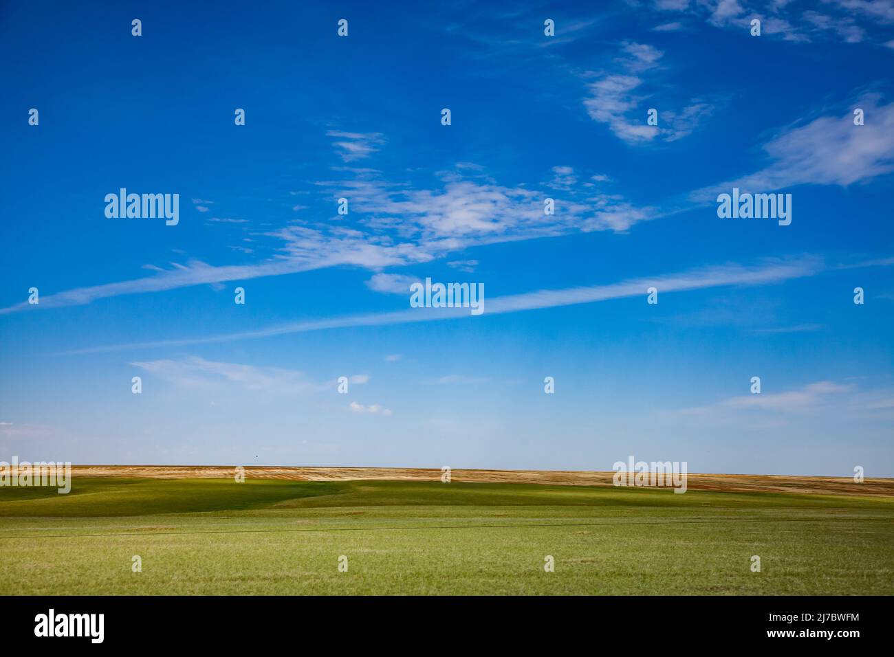 Spring green grass in steppe and blue sky with clouds and jet traces. Stock Photo