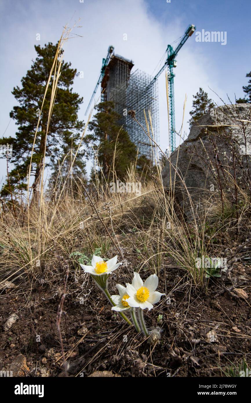 Construction of ski-jump in Shchuchinsk city, Kazakhstan. Firs flowering in spring. Focus on flowers. tower is blurred. Stock Photo