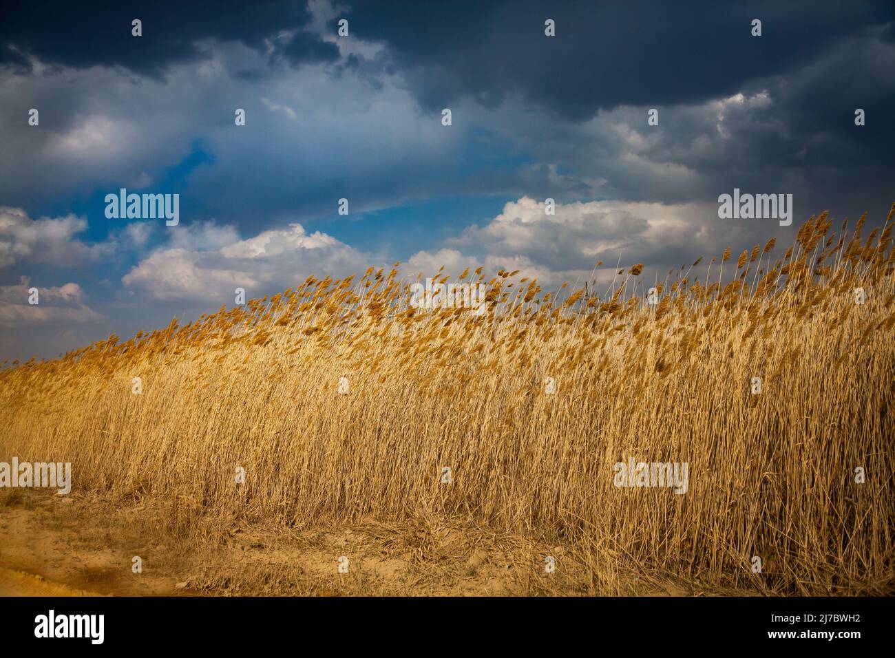 Yellow reed grass against grey pre-storm sky. Stock Photo