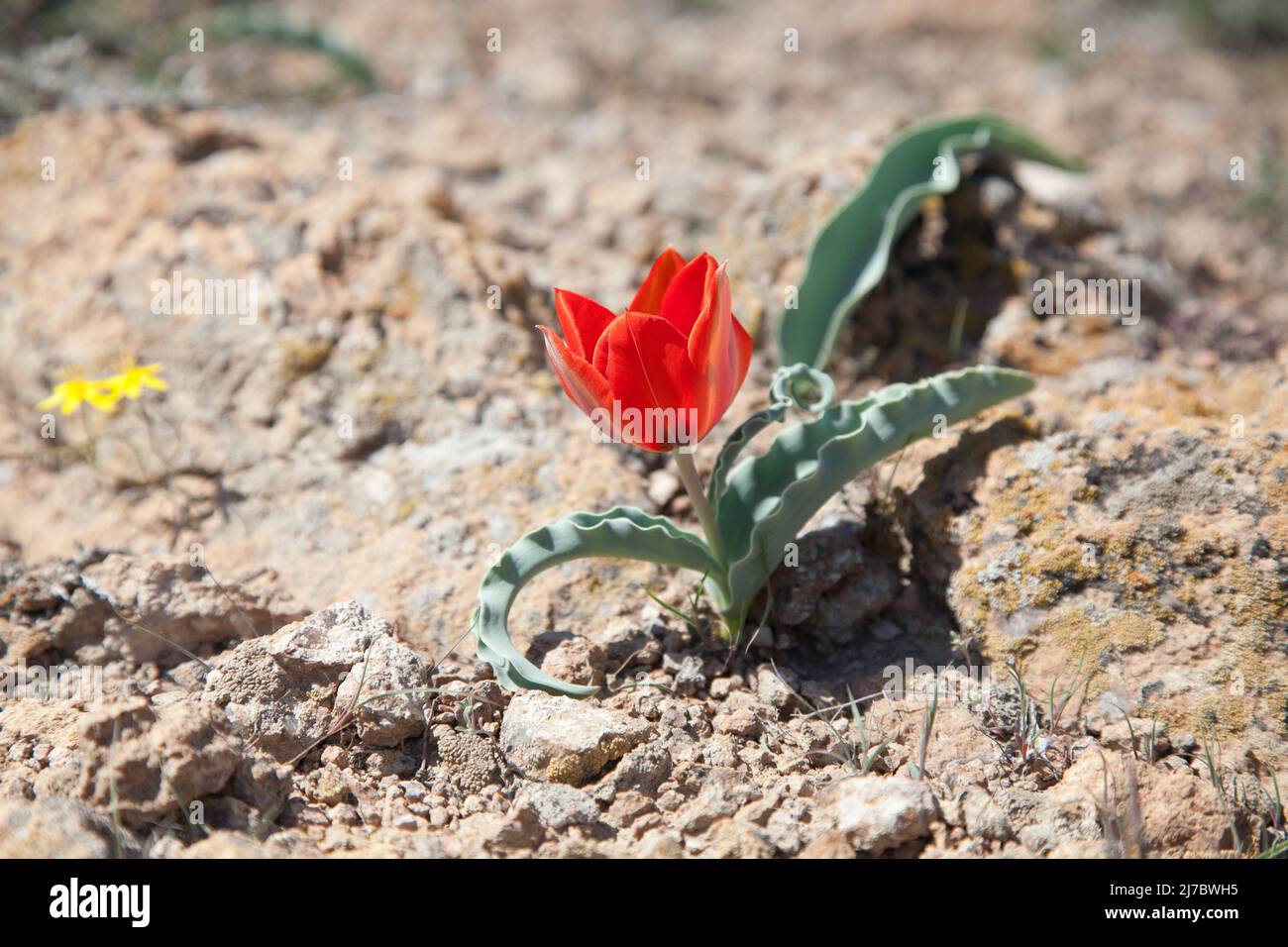 Wild red tulip in spring, Kazakhstan. Steppe clay soil. Stock Photo