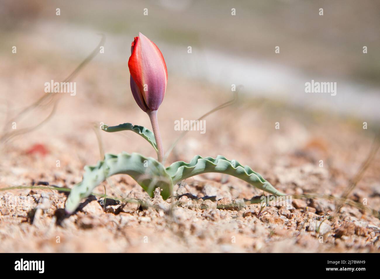 Wild red tulip flower bud in spring, Kazakhstan. Steppe clay soil. Stock Photo