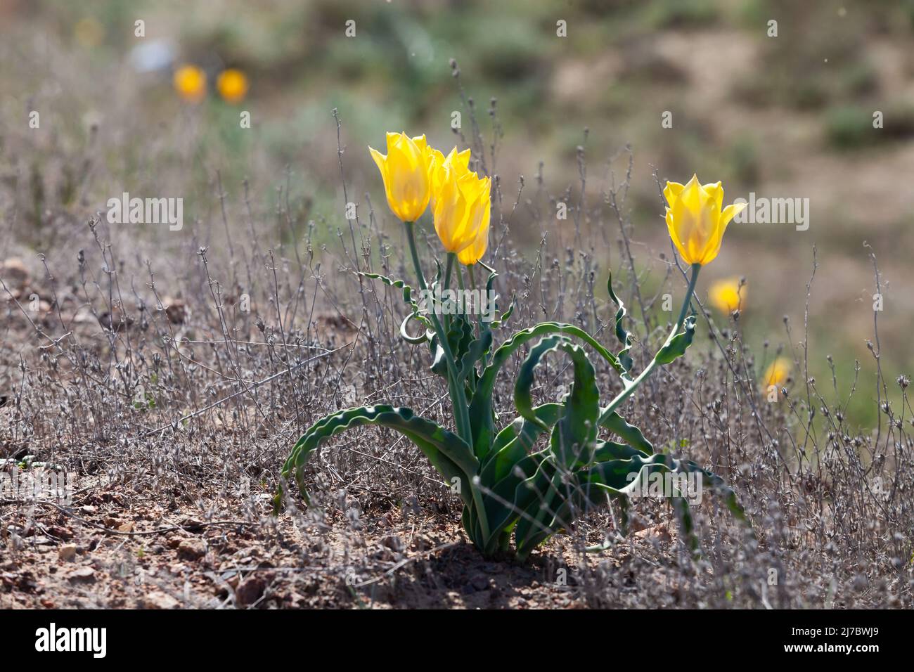Wild yellow tulips in spring, Kazakhstan. Steppe clay soil. Stock Photo