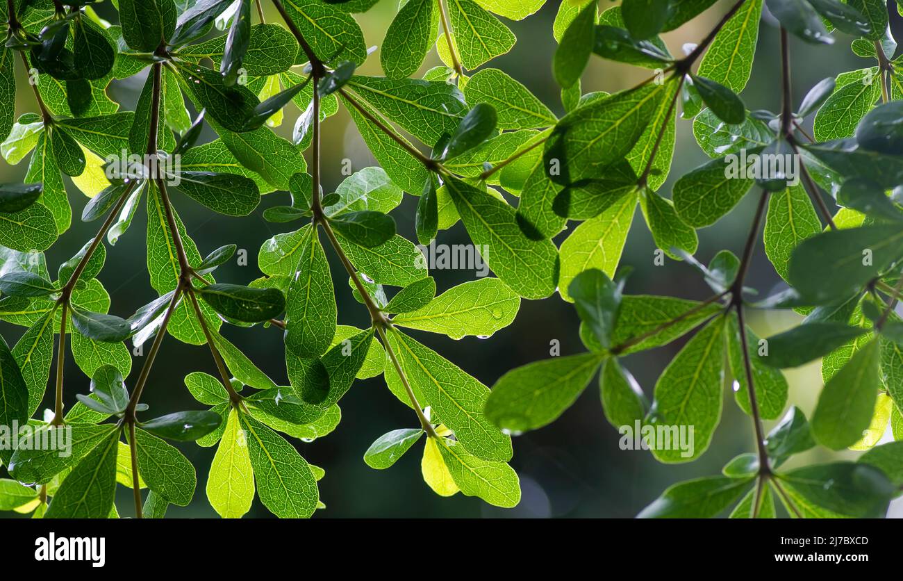 Ketapang Kencana (Terminalia mantaly), Madagascar almond green leaves Stock Photo