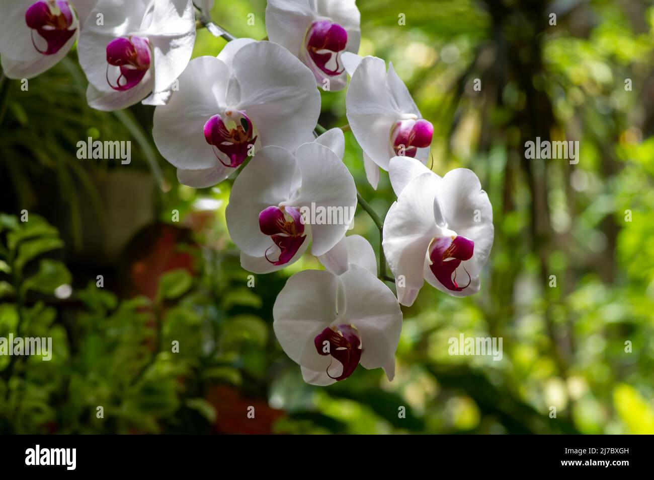 White Moth orchids (Phalaenopsis amabilis), commonly known as the moon