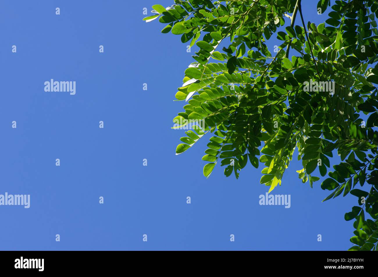 Gliricidia sepium leaves and blue sky background Stock Photo