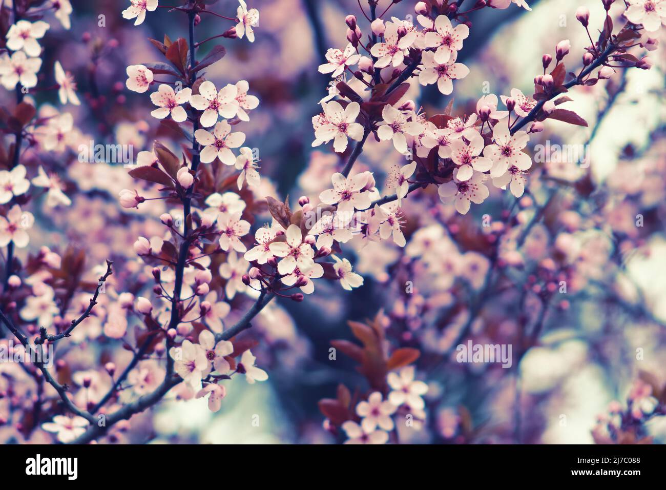 View of blooming branches of pink sakura tree in the spring. Toning Stock Photo