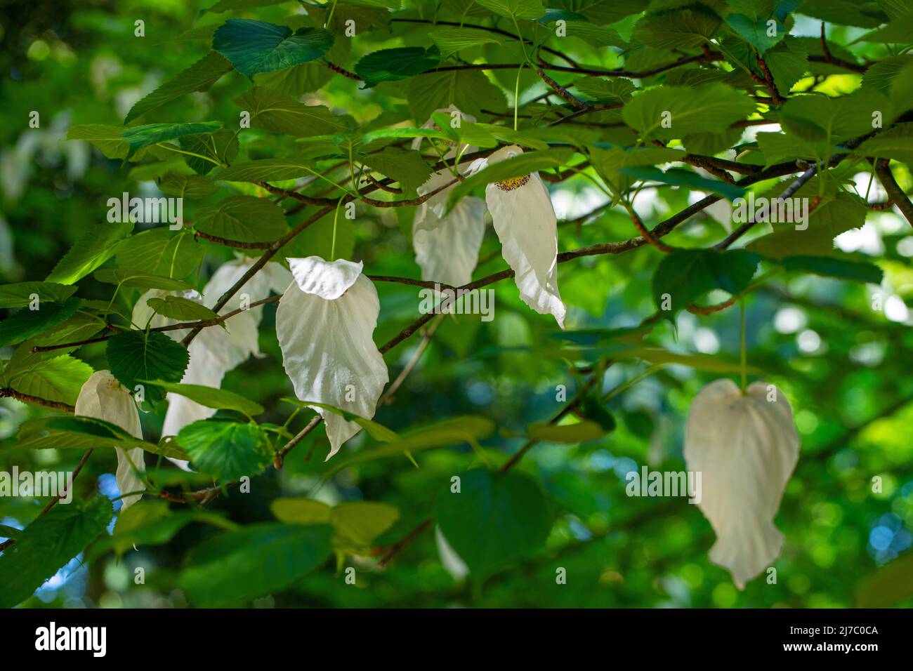 Handkerchief Tree Is A Medium sized Deciduous Tree With Bright Green handkerchief-tree-is-a-medium-sized-deciduous-tree-with-bright-green