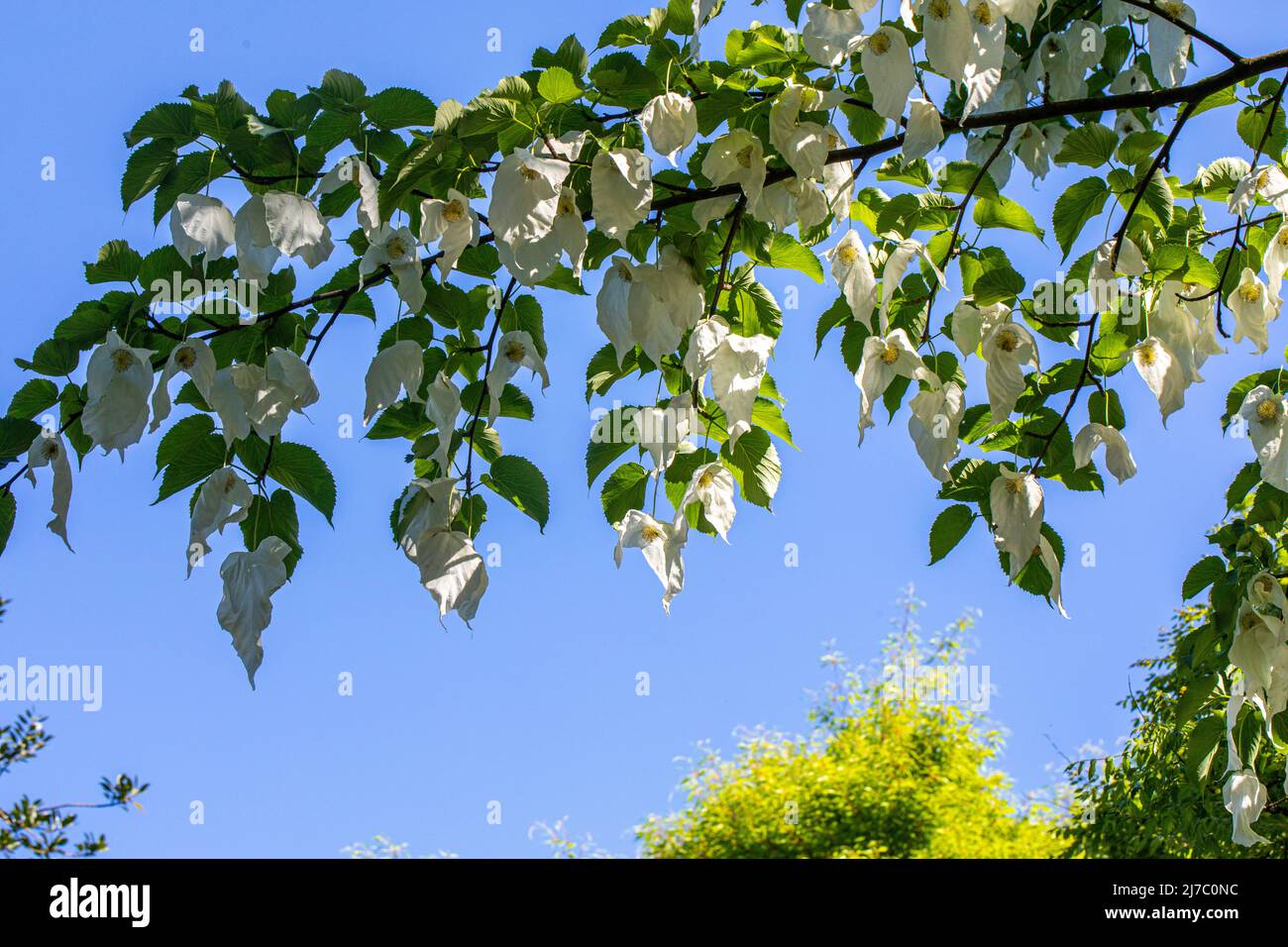handkerchief tree is a medium-sized deciduous tree with bright green, broadly ovate leaves to 15cm in length. Stock Photo