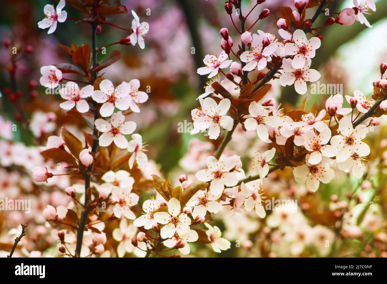 View of branches of white sakura tree in the spring Stock Photo