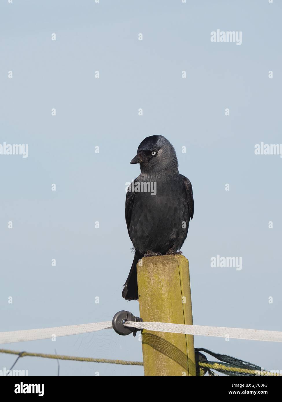 Jackdaw on farmland by a cycle track where it hunts for food on the ground . Stock Photo