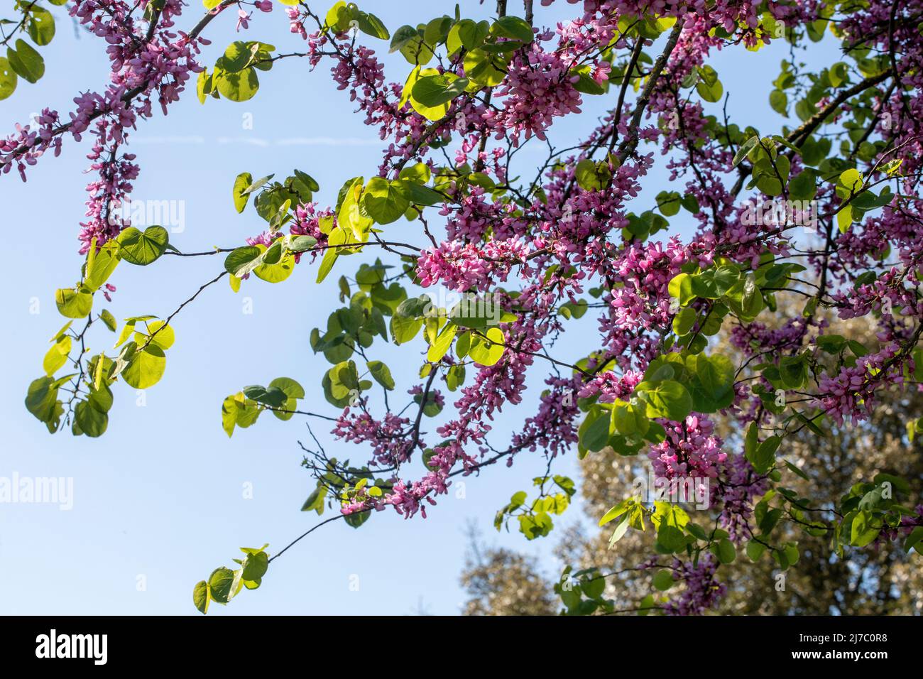 Judas tree flowers,This species forms a small tree up to 12 m (39 ft) in height and 10 m (32 ft) in width. Stock Photo