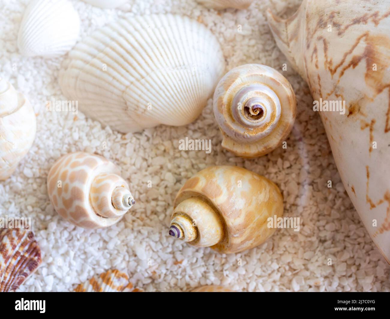 Close-up seashell background. Various colorful, kinds and shapes ...
