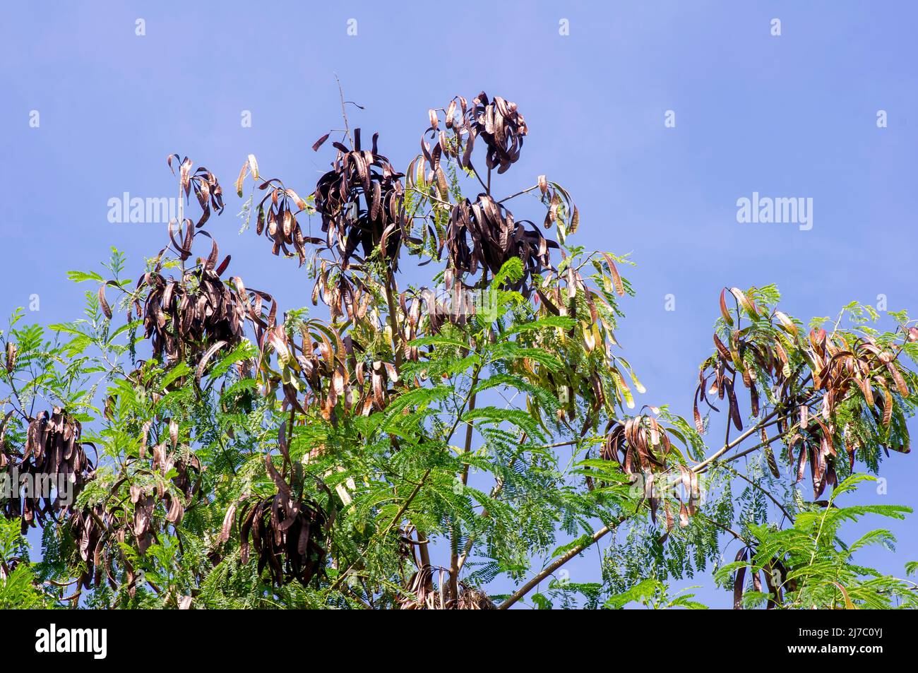 Ripe River tamarind (Leucaena leucocephala) seeds and green leaves Stock Photo