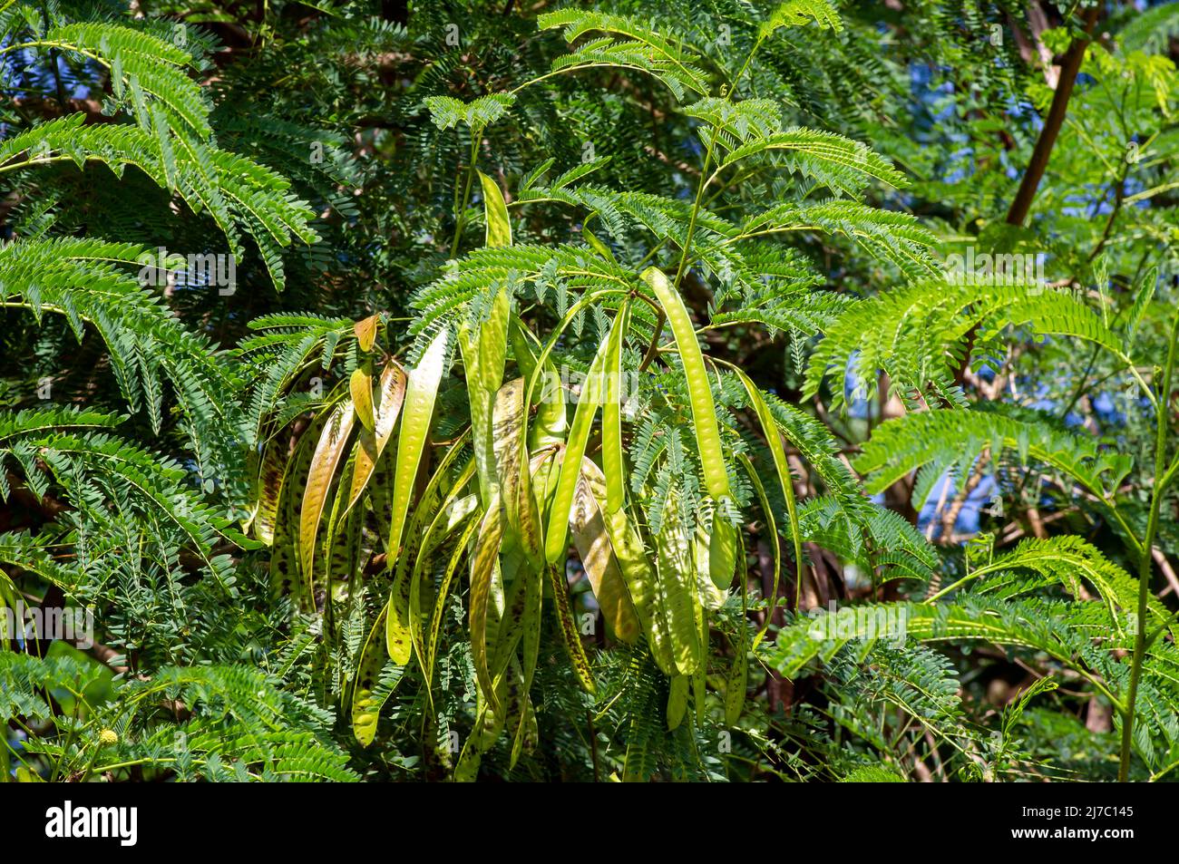 River tamarind (Leucaena leucocephala) seeds and green leaves Stock Photo