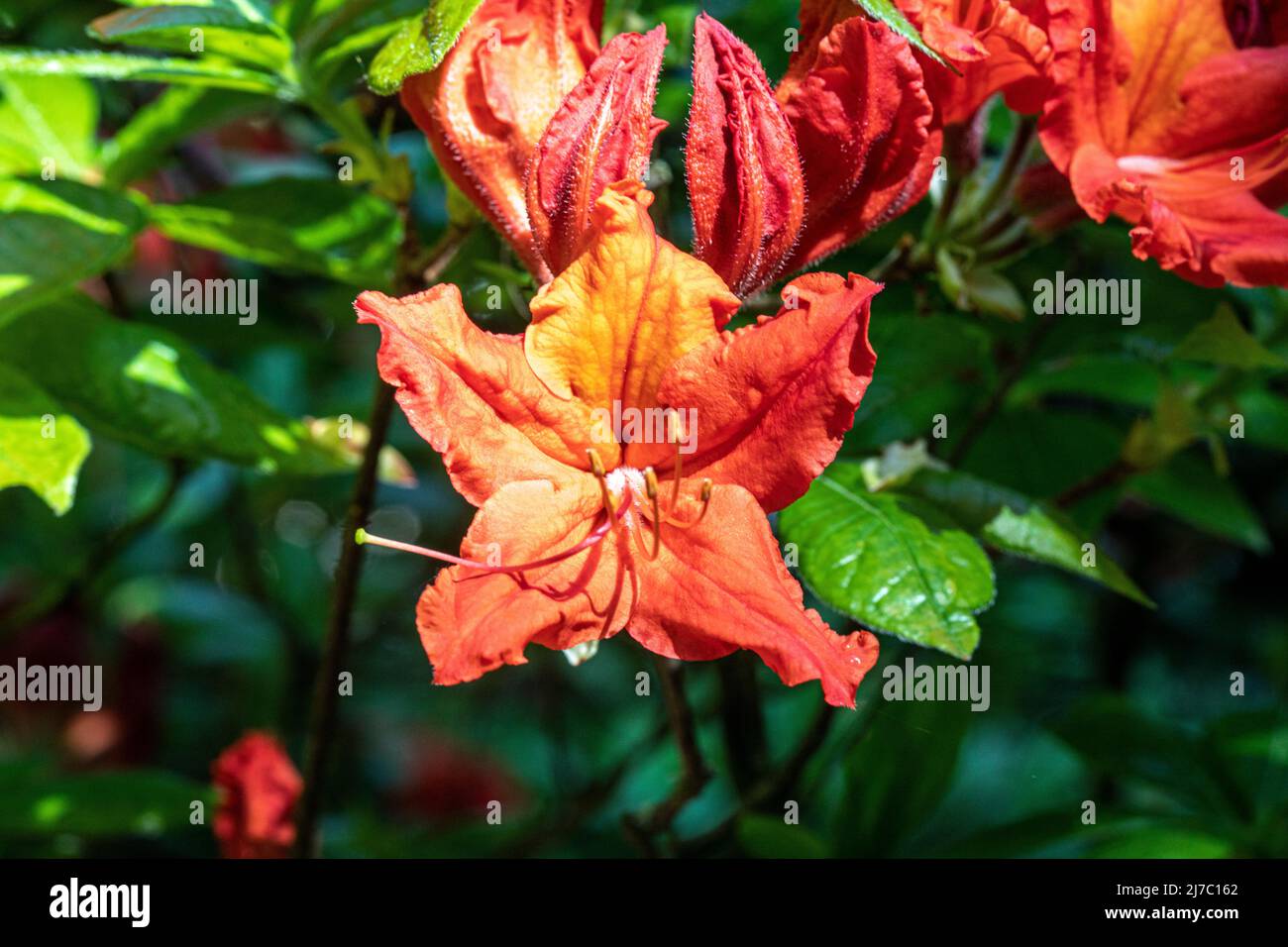 Azaleas are perennial flowering shrubs bearing flowers from march to
