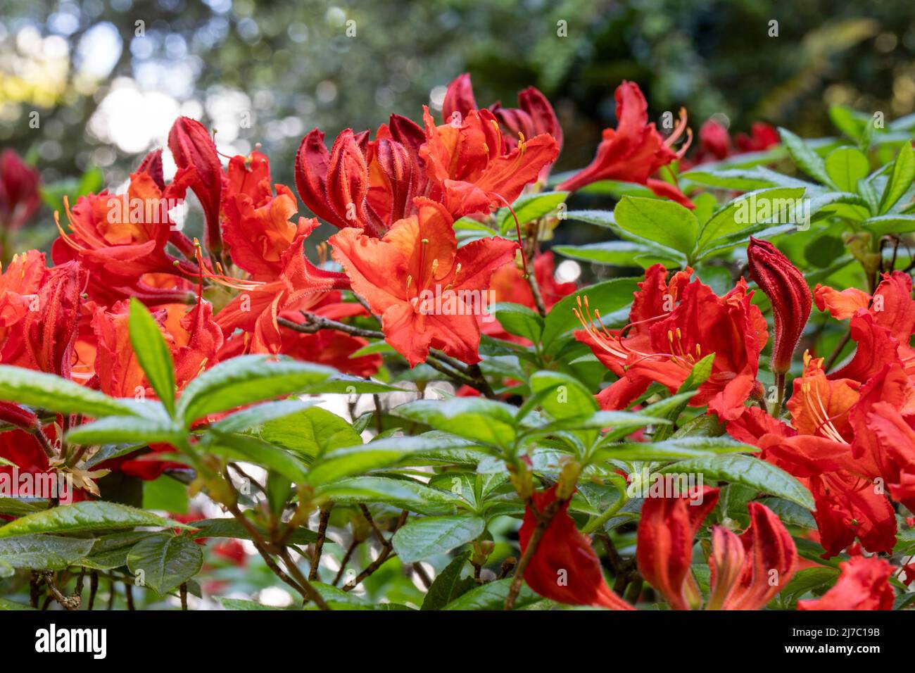 Azaleas are perennial flowering shrubs bearing flowers from march to
