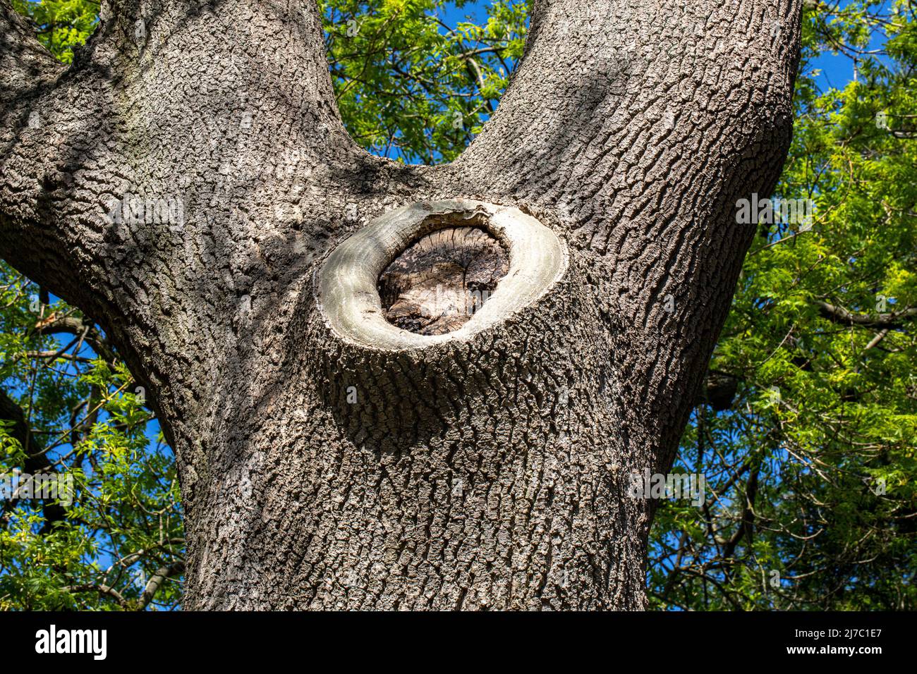 Close ups of tree trunk and bark Stock Photo