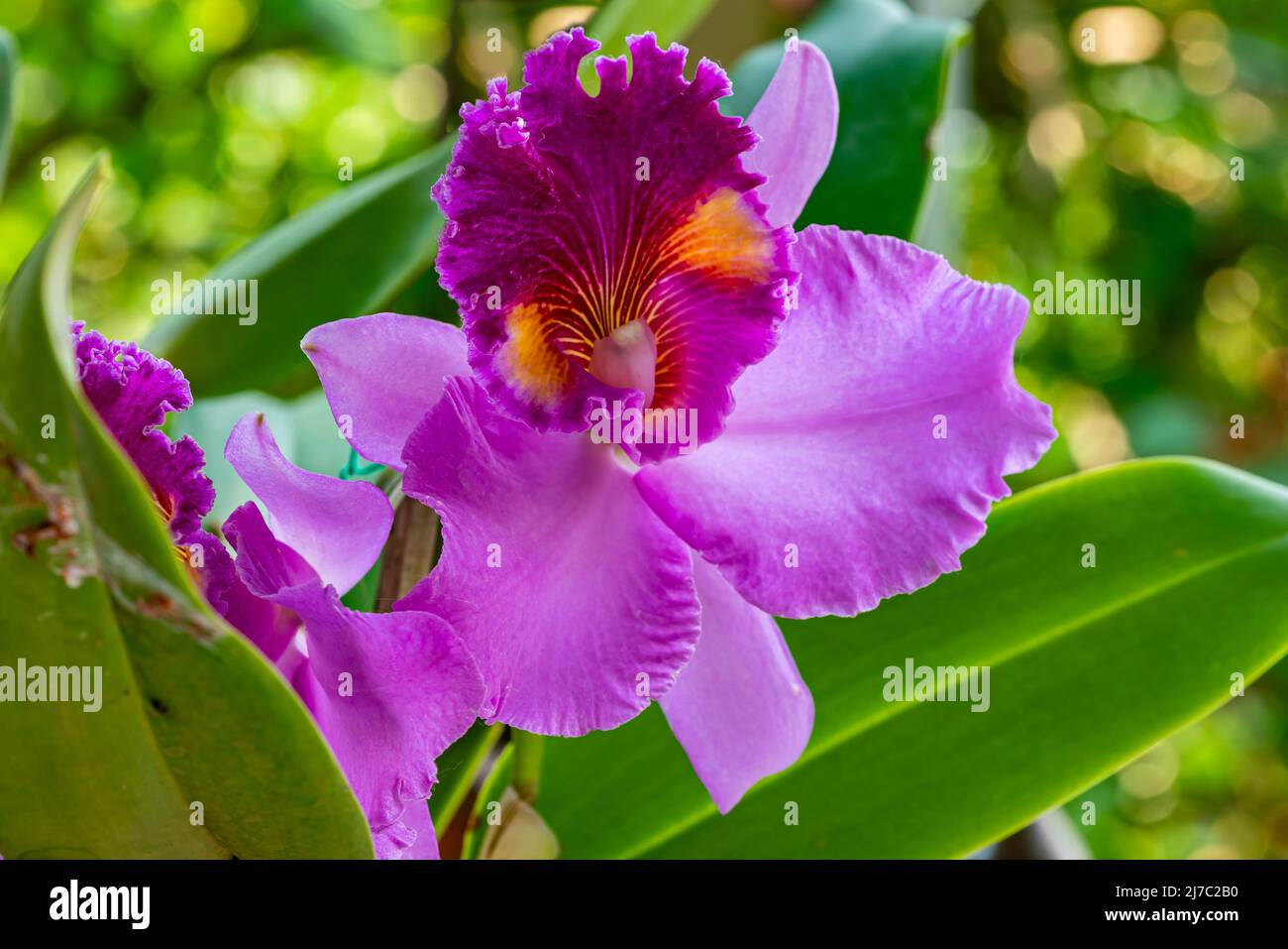 Closeup view of beautiful blooming Cattleya Orchid Flower with green leaves. Cattleya, the beautiful pink orchid flower. Stock Photo