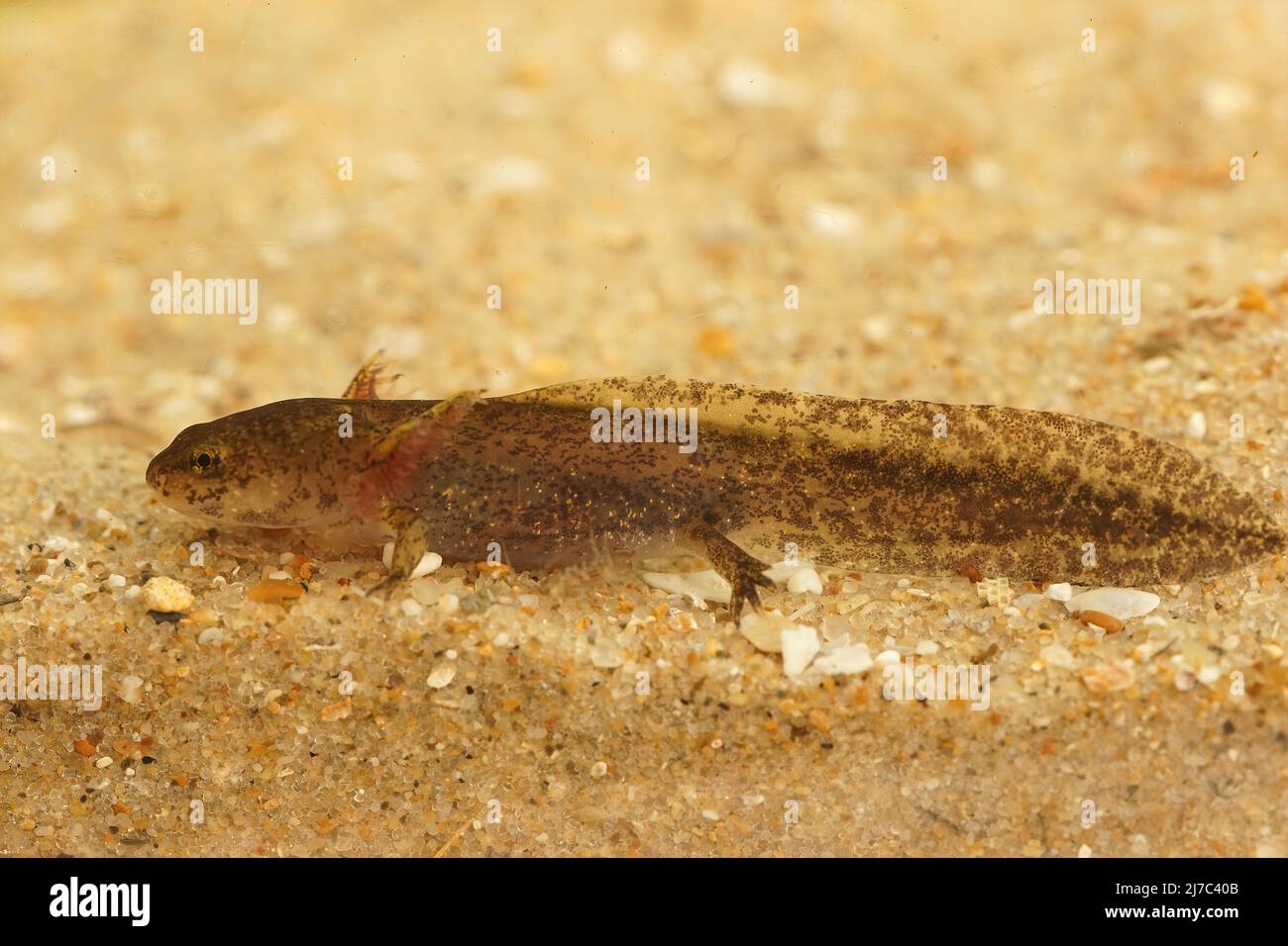 Closeup on the larvae of the Cheju salamander, Hynobius quelpaertensis underwater Stock Photo