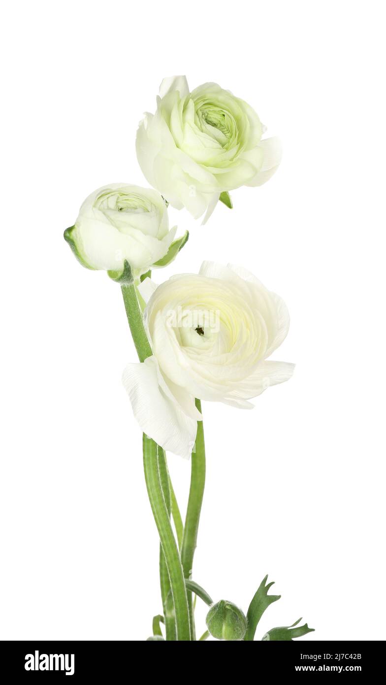 Beautiful ranunculus flowers isolated on white background, closeup ...