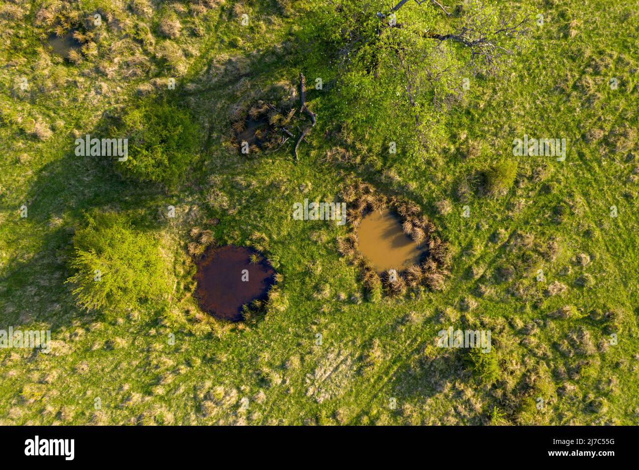 Aerial view of green pasture with small natural drinking ponds for buffalos and farm animals. Transylvania, Romania Stock Photo