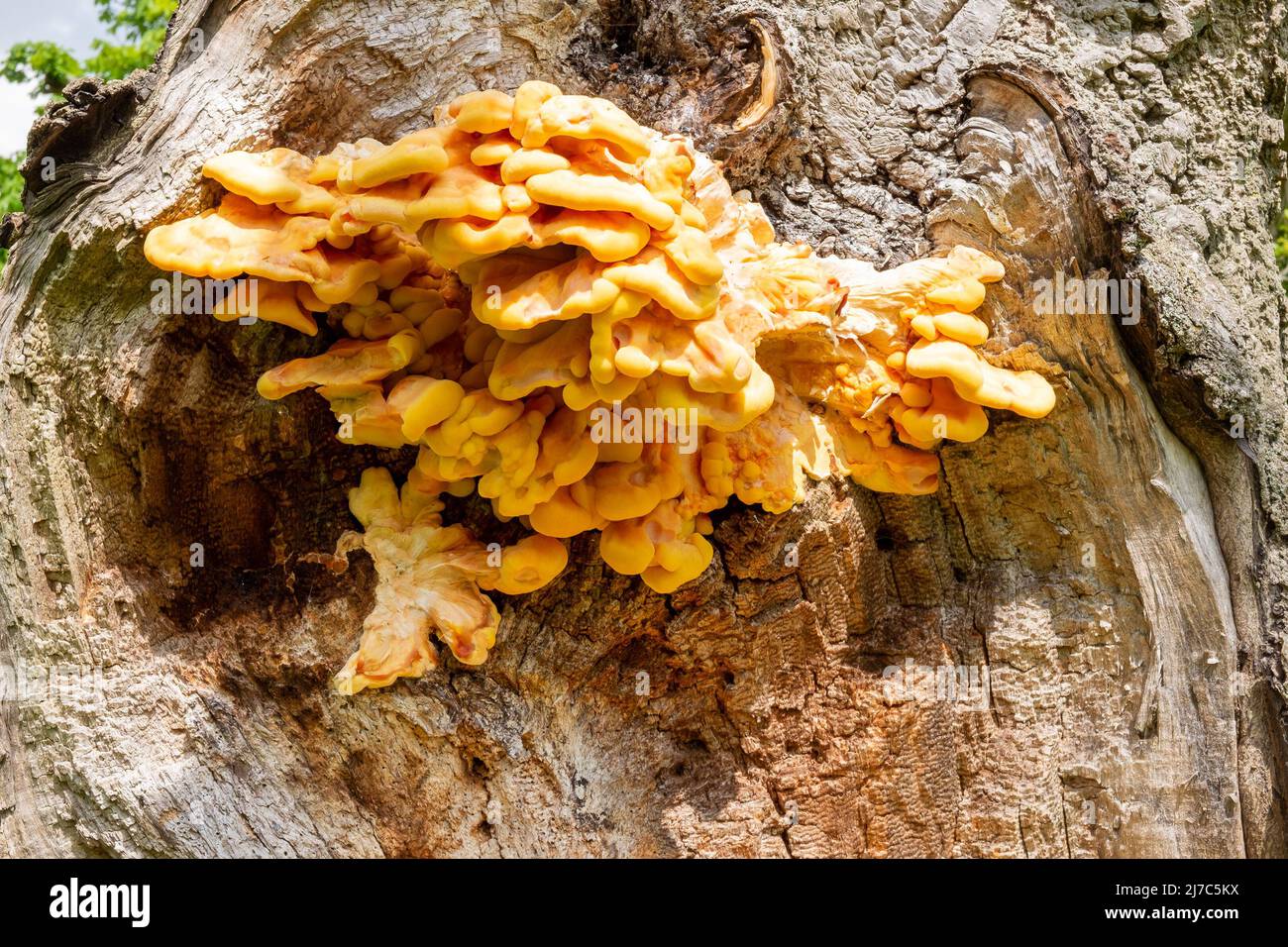 Chicken of the Woods fungus, Oxford Stock Photo