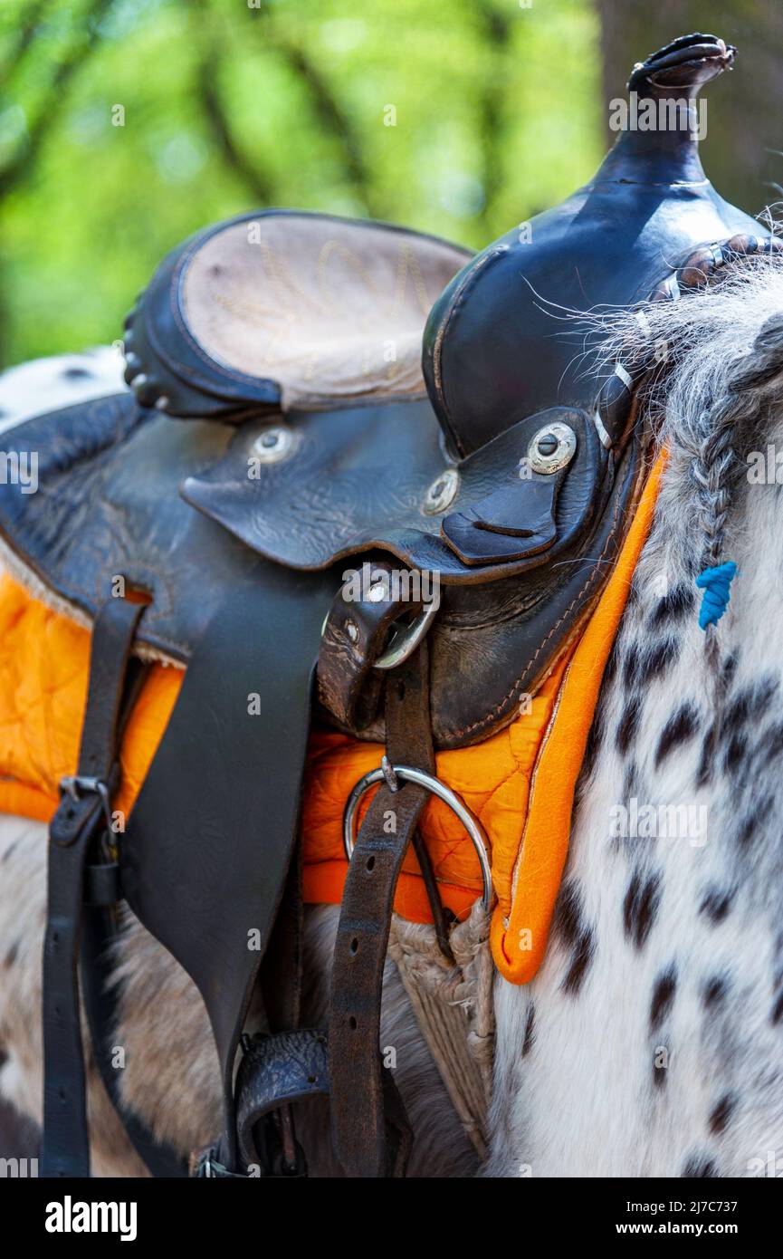Saddle with stirrups on a back of a horse Stock Photo Alamy