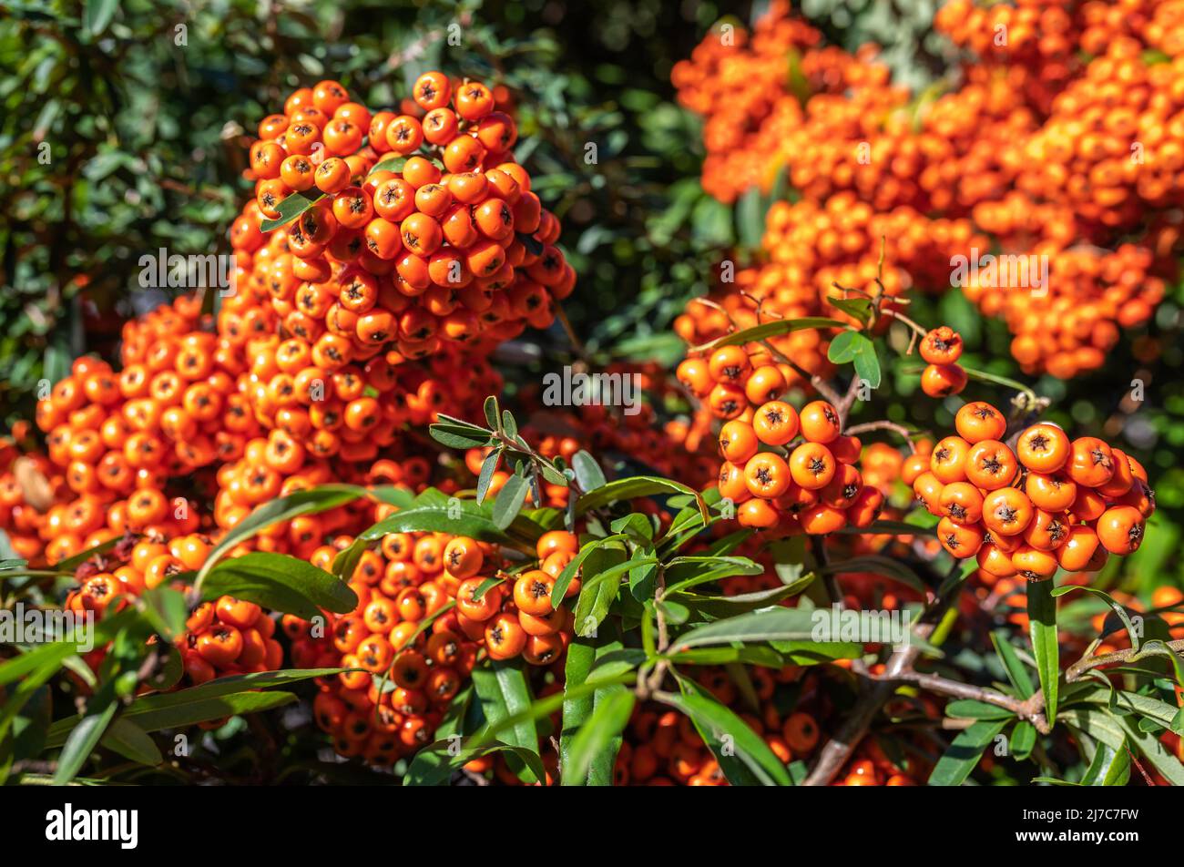Pyracantha angustifolia shrub with orange berries Stock Photo