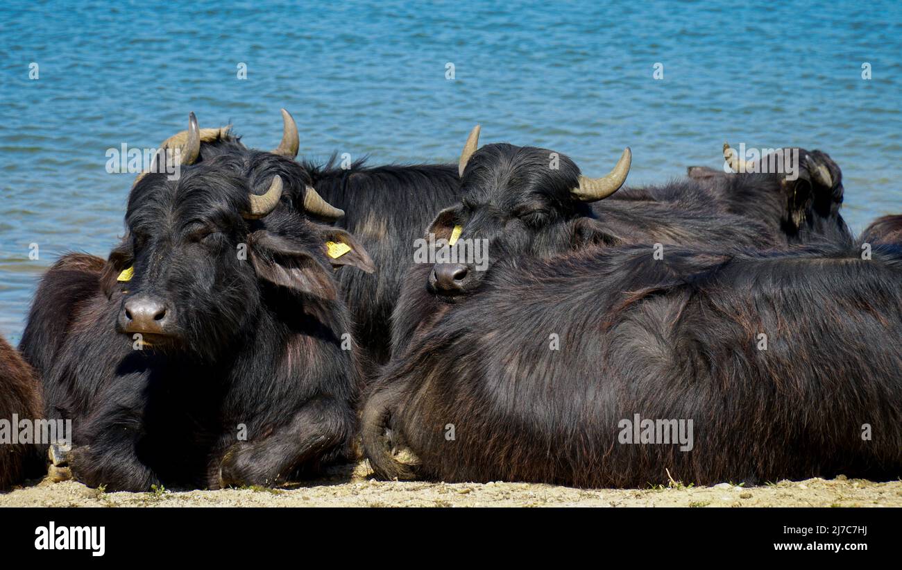 Big black cows sleeping by the sea. Summer vacation for cattles Stock