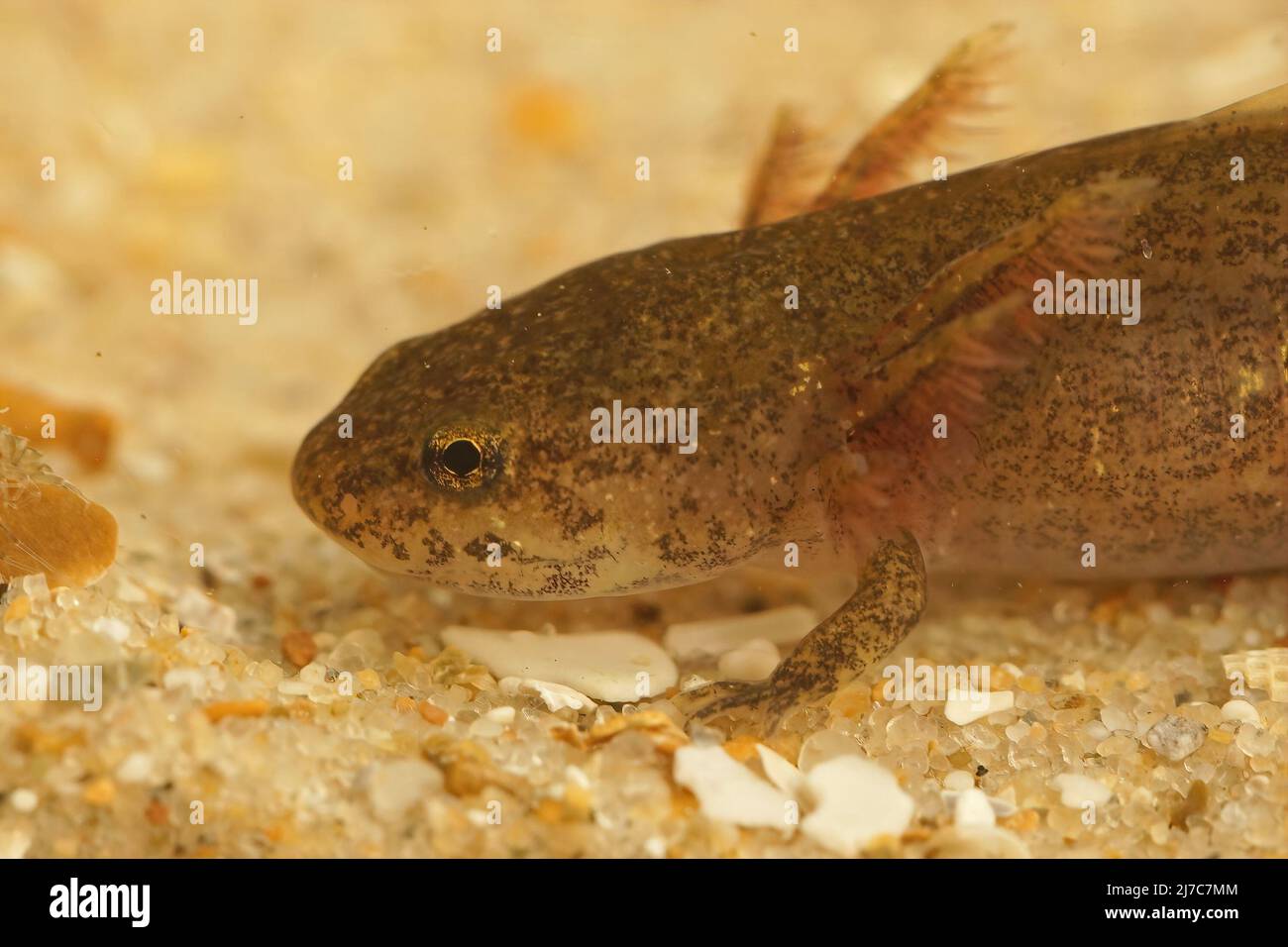 Closeup on the larvae of the Cheju salamander, Hynobius quelpaertensis underwater Stock Photo
