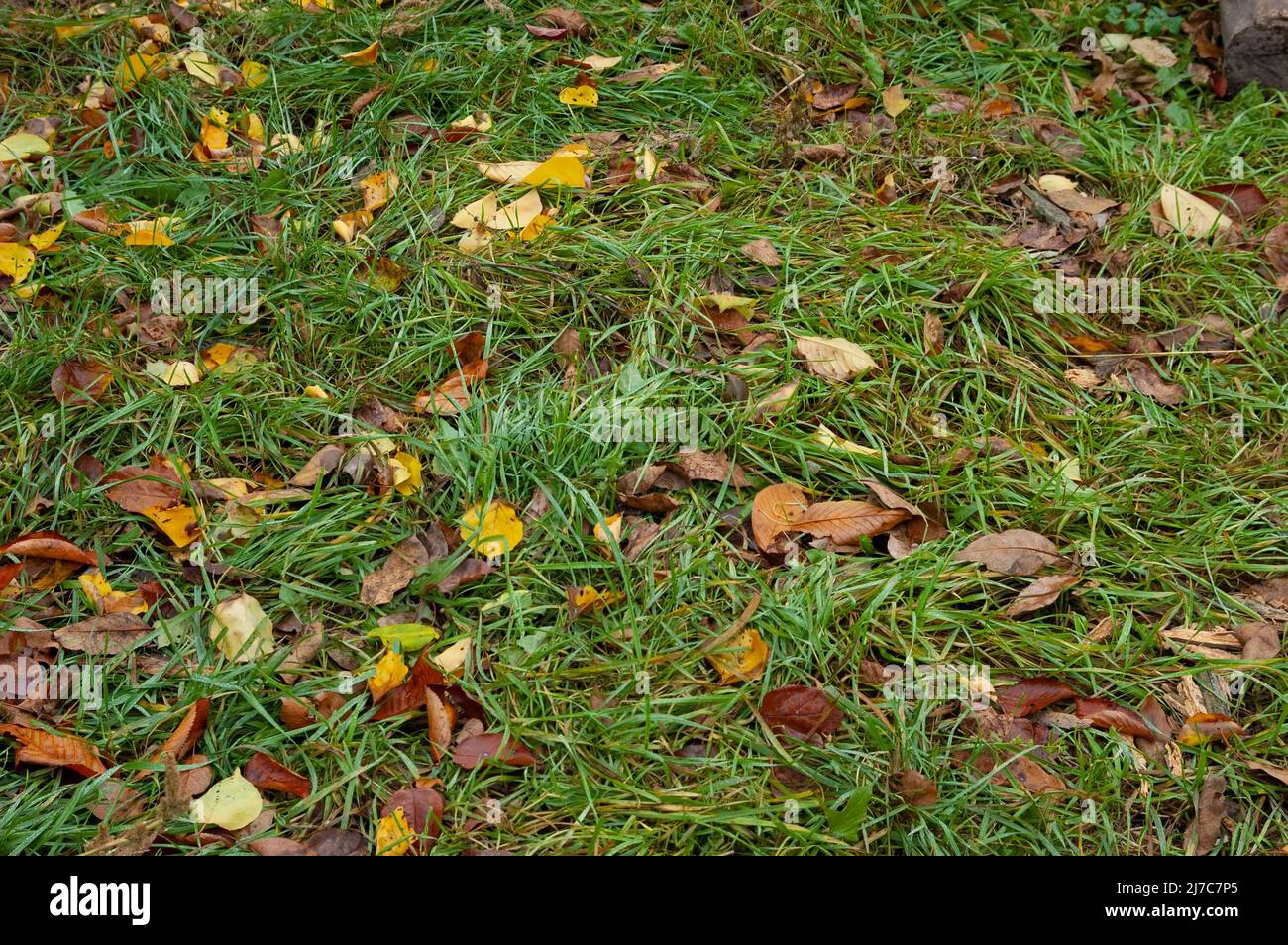 green grass with fallen autumn leaves Stock Photo