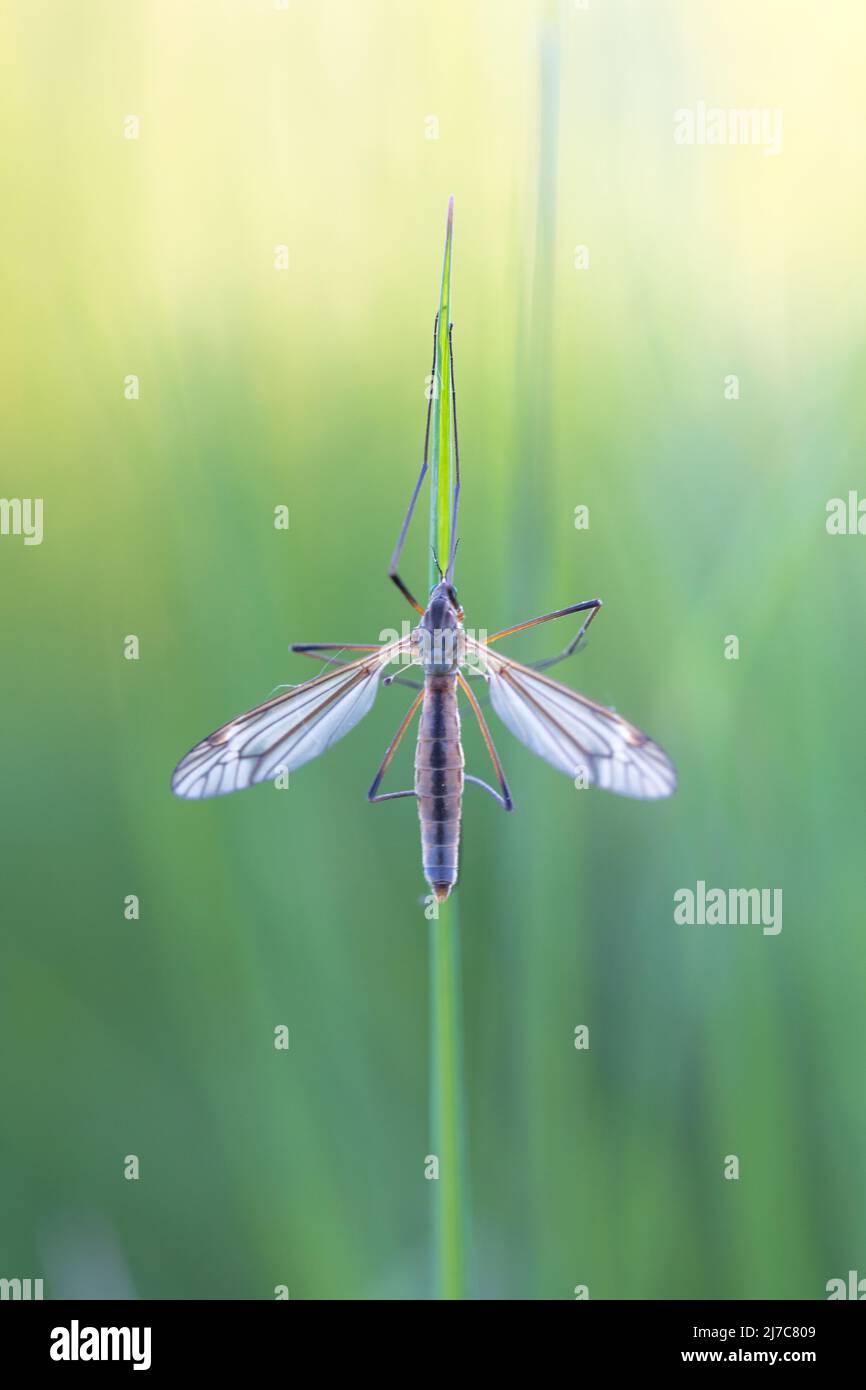 Beauty in the grass... Stock Photo