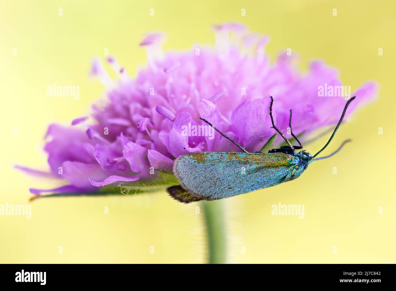 Beautiful butterfly with blossom Stock Photo