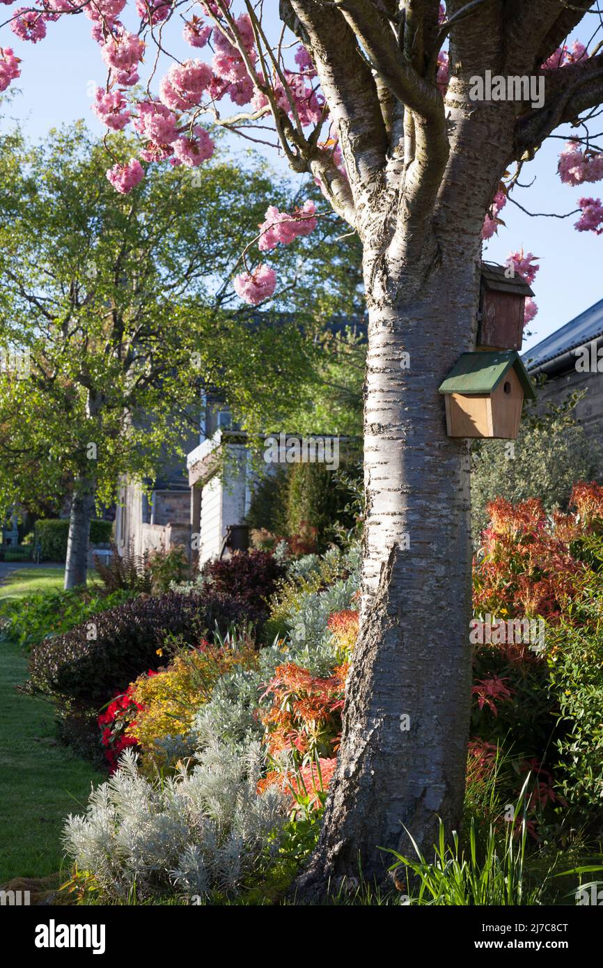 Residential garden with cherry blossom tree, bird nesting boxes and