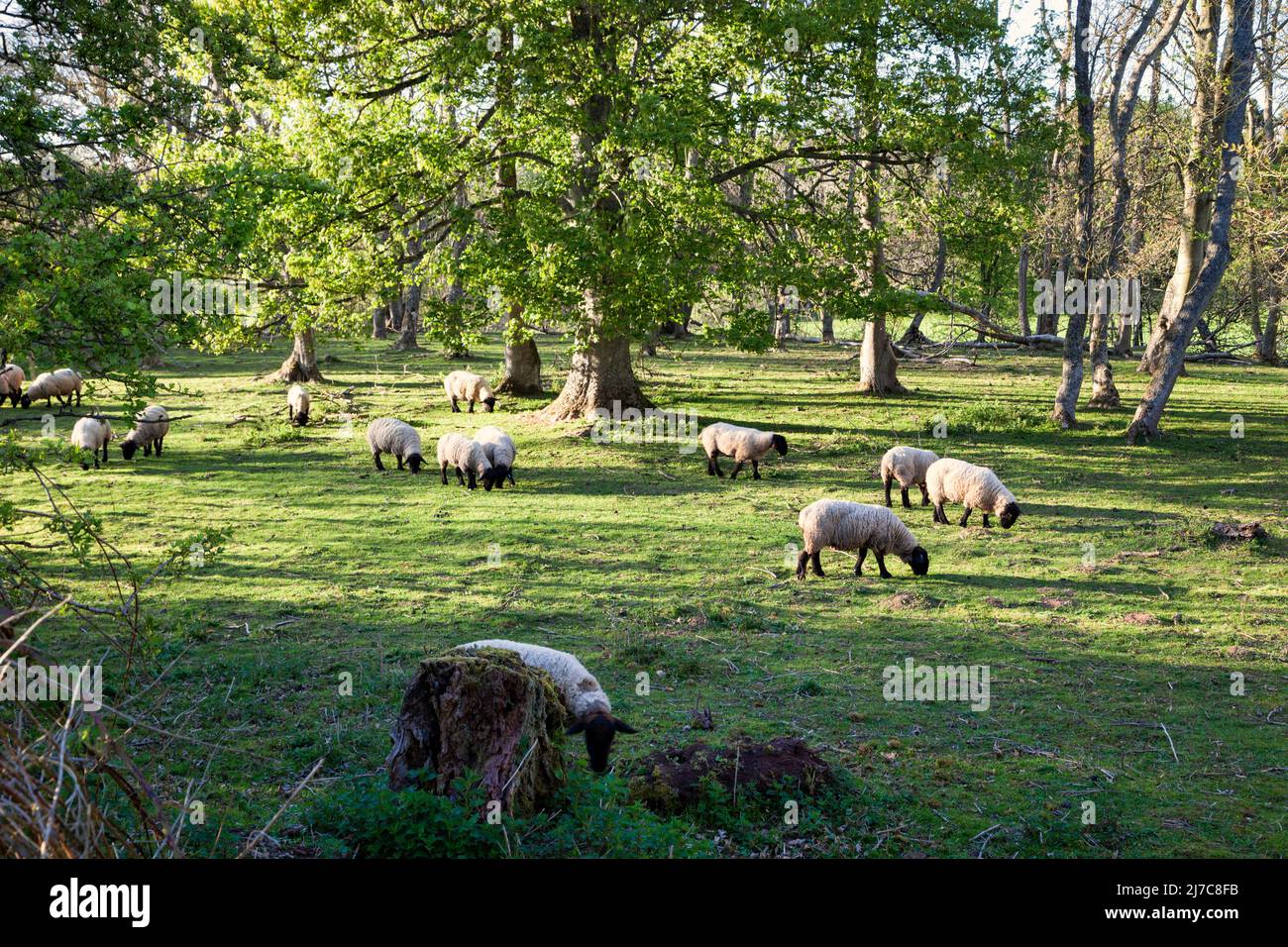 Suffolk sheep grazing in woodland, Duns, Berwickshire, Scotland Stock Photo