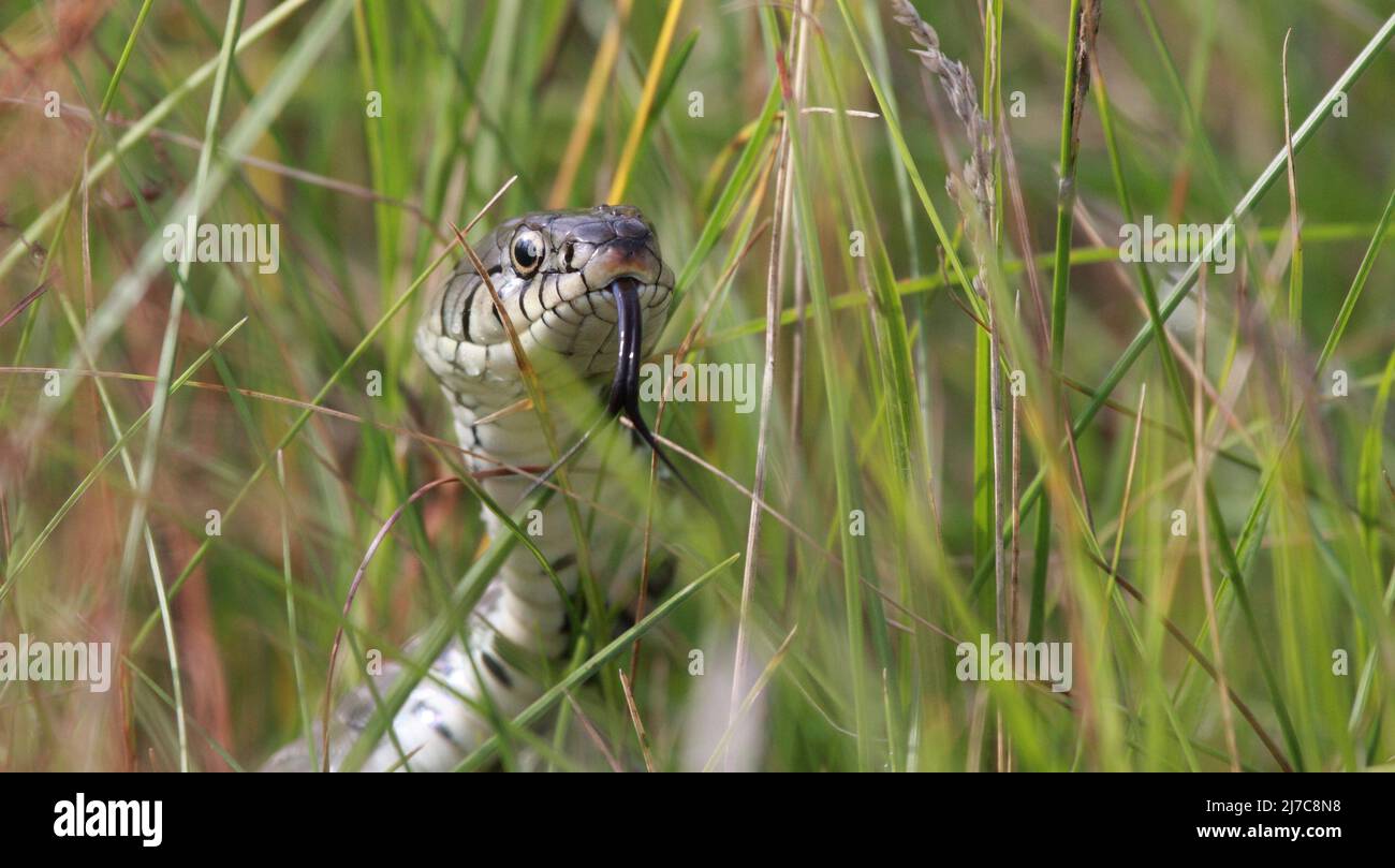grass snake in the grass slikering its tongue Stock Photo