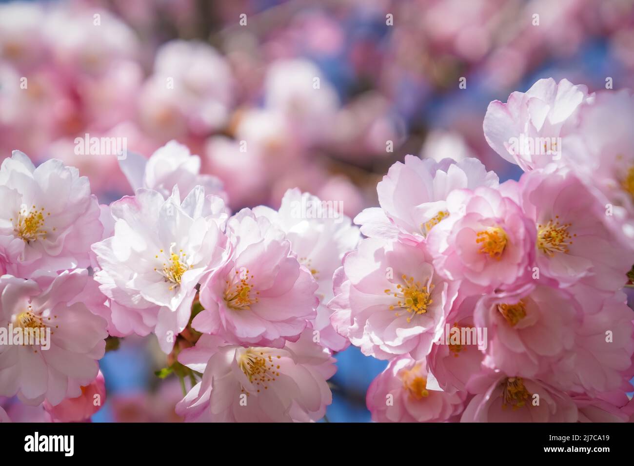 Close up blurred sakura hi-res stock photography and images - Alamy
