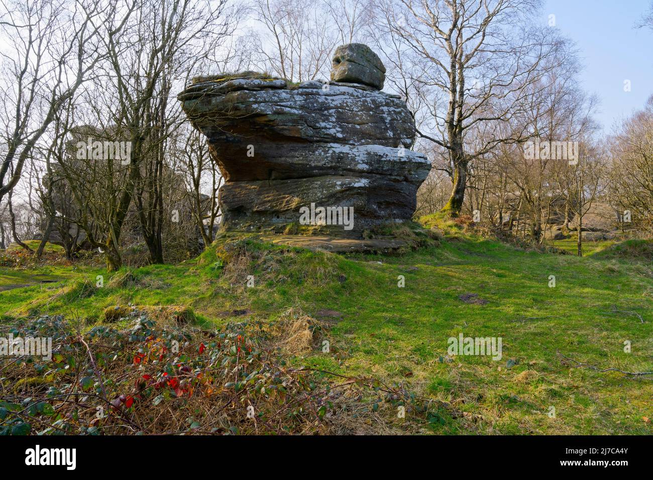 On a misty Yorkshire day a large lichen covered gritstone outcrop stands on a grass covered mound. Stock Photo